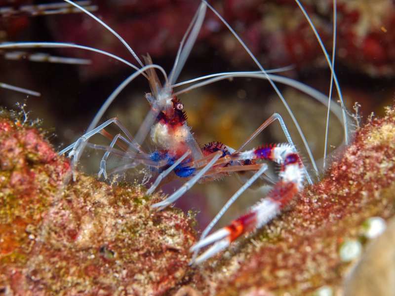 Shrimp, Rubiah Sea Garden